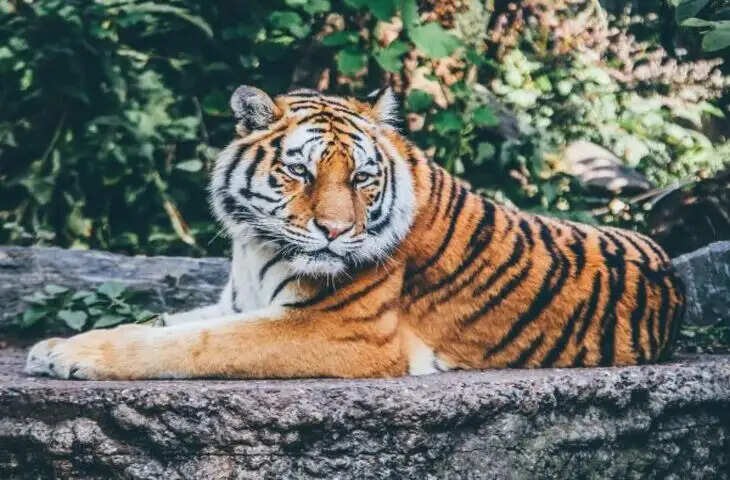 कभी राजाओं की शिकारगाह, आज बाघों का घर, वीडियो में देंखे रणथम्भौर का गौरवशाली इतिहास