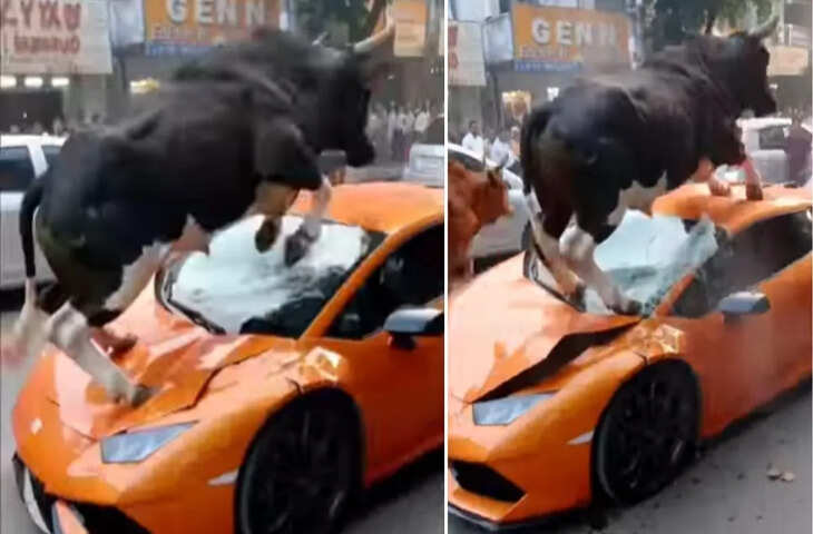 Lamborghini पर कूदकर सांडों ने कार को किया चकनाचूर ? Viral Video का सच जानकर सिर पकड़ लेंगे