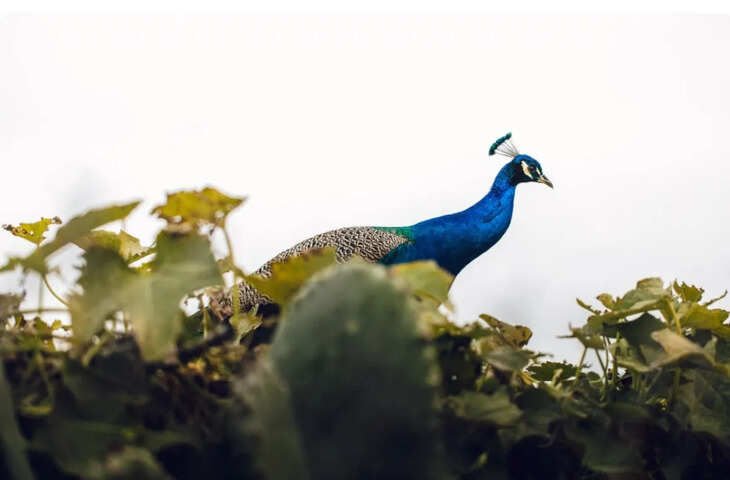 गाजियाबाद में 10 मोरों की मौत से हड़कंप, एक बेहोश हालत में मिला