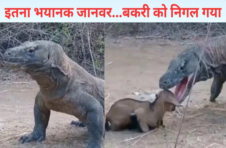 बकरी को जिंदा ही निगल गया कोमोडो ड्रैगन, VIDEO देख लोग बोले- ये तो एनाकोंडा का भी बाप निकला