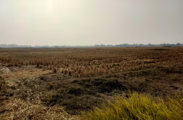 अनुदान की मलाई: सत्यापन में फर्जी मिली धान की सीधी बिजाई, हिसार में 5134 किसानों ने आवेदन किया: 3964 फर्जी