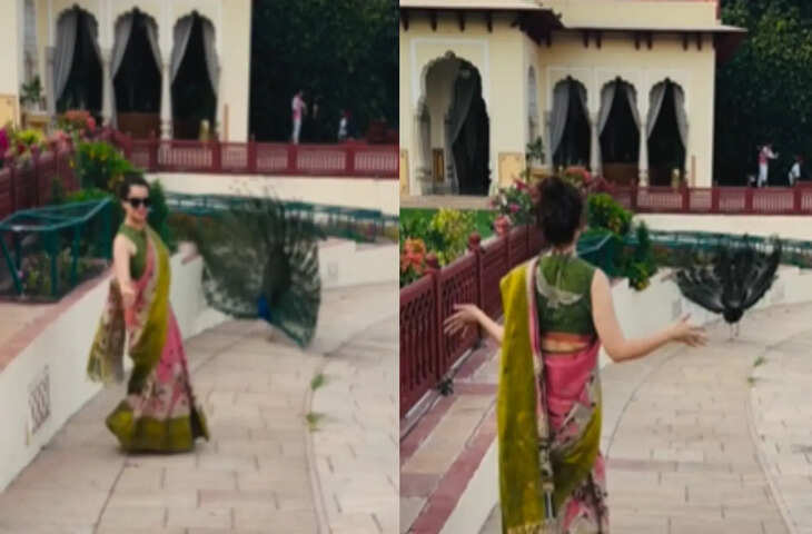 कंगना रनोट ने जयपुर में मोर के साथ किया डांस, वीडियो में देखें सासंद और एक्ट्रेस का अनोखा अंदाज