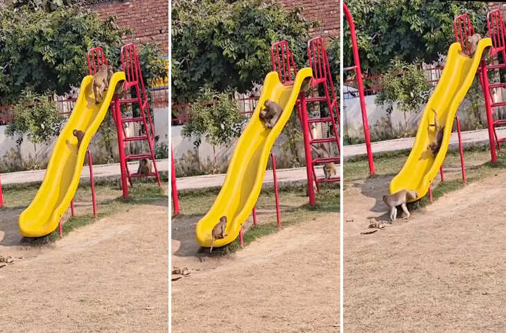 बच्चों जैसा मज़ा ले रहे नन्हे बंदर, वायरल वीडियो देख यूजर्स बोले&nbsp; - 'असली मजे तो इनके है हमारे बच्चे तो&nbsp;फोन में ही घुसे हैं'