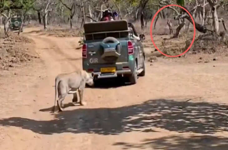 Viral Video: टूरिस्ट्स के सामने शेरनी का खौफनाक शिकार, गाय पर झपट्टा मारते ही दहशत में लोग