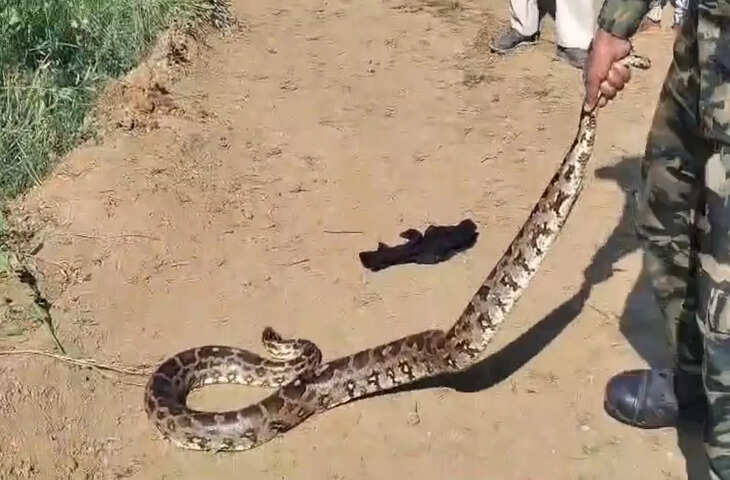 महज दस दिनों में दोबारा अजगर का नजारा, आपदा मित्र ने किया सुरक्षित पकड़