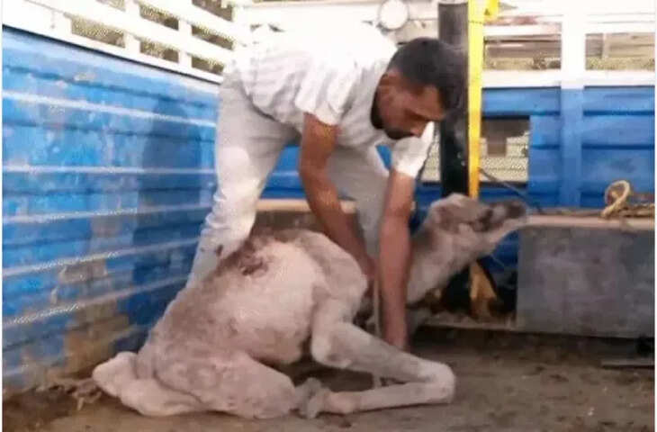 मां की मौत के बाद भी नहीं छोड़ा साथ: पांच दिन तक जंगल में ऊंटनी के शव के पास बैठा रहा उसका बच्चा, कहानी ने झकझोरा दिल