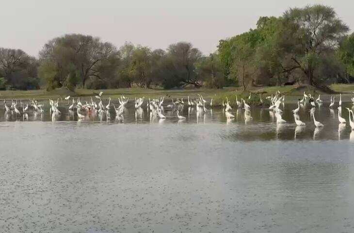 भीषण गर्मी में भी भरतपुर के वेटलैंड्स में डटे विदेशी पक्षी, वीडियो मे देखें 45 डिग्री टेम्प्रेचर में रहने पर बर्ड वॉचर्स हैरान