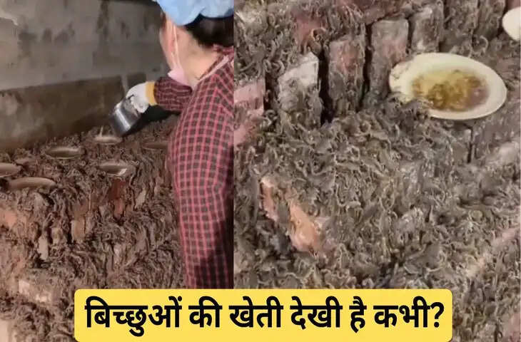 बिच्छुओं की खेती&hellip;VIDEO देख सिहर उठे लोग; आपने नहीं देखा होगा ऐसा नजारा