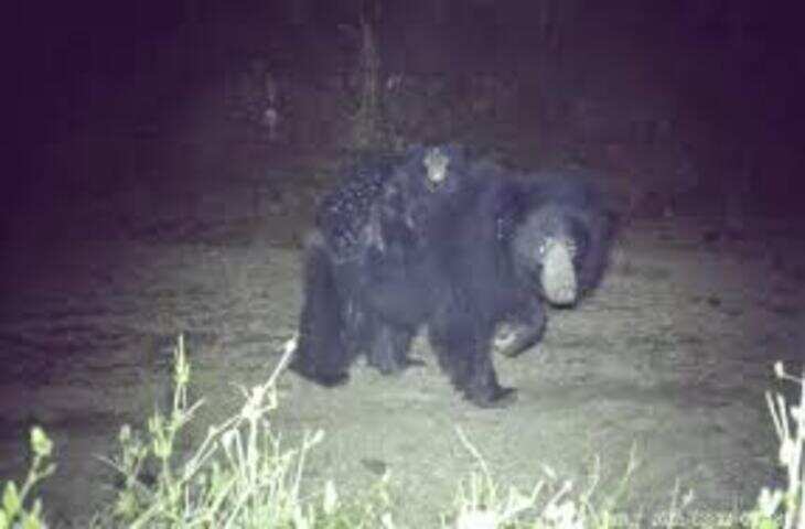 धौलपुर के करौली टाइगर रिजर्व में दुर्लभ नज़ारा: मादा भालू दो शावकों को पीठ पर बैठाकर जंगल में घूमती दिखी