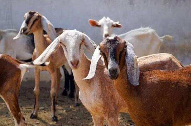 20 बकरियों से शुरू करें अपना कारोबार, सरकार की सब्सिडी से घटेगा खर्च और बढ़ेगी कमाई