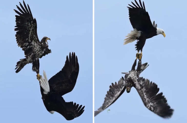 दो बाजों की खूनी जंग, मछली के लिए हवा में भिड़े और नेटिजन्स दंग