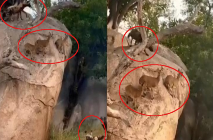 जंगली कुत्तों के रूप में हिरणों के चारो तरफ खड़ी थी मौत, देखिए कैसे बचाई जान