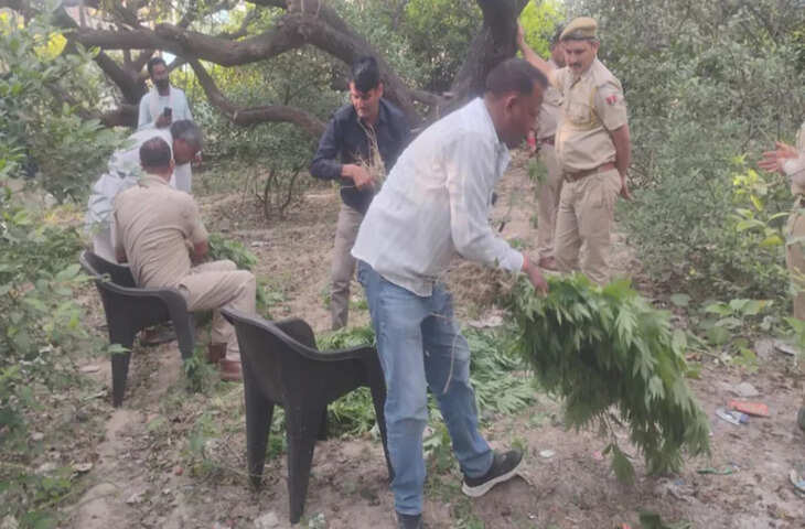 जयपुर ग्रामीण में &lsquo;ऑपरेशन एंटी वेनम&rsquo; के तहत बड़ी कार्रवाई, गांजे की अवैध खेती का भंडाफोड़