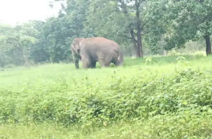 रीवा में अकेले बचे हाथी भरत को पकड़ने रेस्क्यू तेज, बांधवगढ़ के बाद संजय रिजर्व से चित्रा-बापू भी पहुंचे