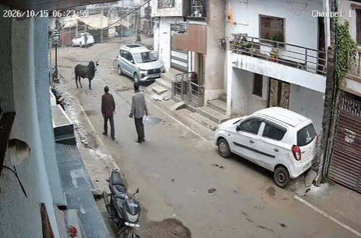 मंडला में आवारा बैल के हमले का वीडियो:मॉर्निंग वॉक पर निकले दो लोगों को उठाकर पटका; एक की हालत गंभीर