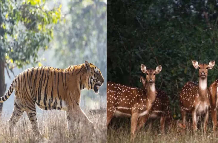 झारखंड में बाघों का संकट: 277.70 करोड़ रुपये खर्च होने के बावजूद केवल एक बाघ बचा