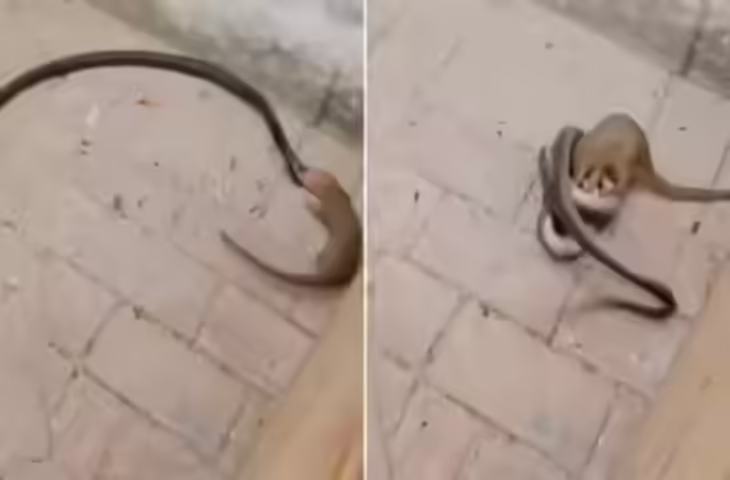 फन फैलाकर डरा रहा था सांप, नेवले ने मुंह में दबाकर पटककर मारा, देखें वायरल वीडियो