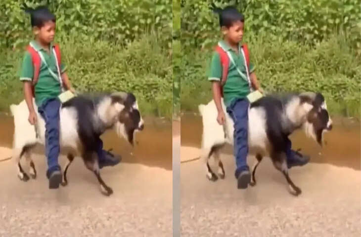 Viral Video: न बाइक, न साइकिल! बकरे पर बैठकर स्कूल पहुंचा बच्चा, देखकर सोशल मीडिया हैरान