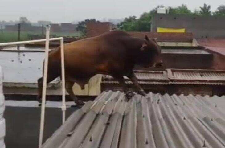 बारिश से परेशान सांड ने कर दिया ऐसा कारनामा, छत पर चढ़ते ही देखने वालों के उड़ गए होश, वीडियो वायरल