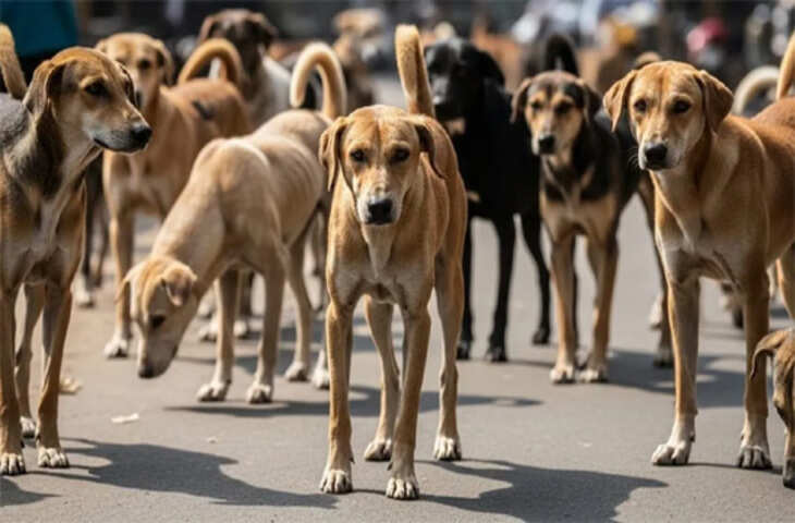 हैदराबाद में सनसनीखेज मामला! 300 आवारा कुत्तों की हत्या आरोप में 9 लोग गिरफ्तार, जाने पूरा मामला&nbsp;