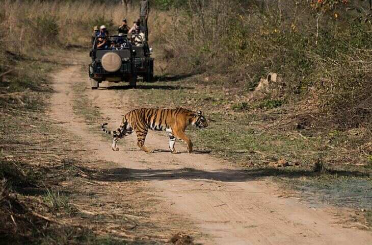 दो मिनट के वीडियो में जाने भारत में टाइगर संरक्षण और वाइल्डलाइफ टूरिज्म की पहचान