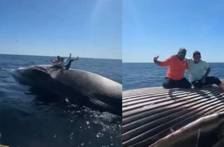 नशे में धुत मछुआरों ने व्हेल के शव के साथ किया ऐसा काम, Video देखते ही यूजर्स ने लगाई लताड़
