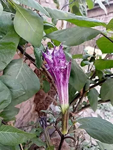 Vastu plant for lord shiv keep kala dhatura plant at home on Sunday and your luck will shine