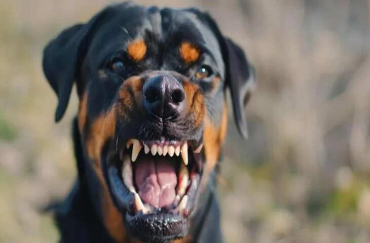 कोटा में आवारा कुत्तों का आतंक, 4 साल की मासूम का चेहरा नोचा