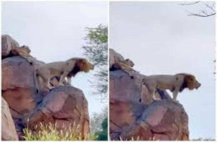 वायरल वीडियो ने दिलाई &lsquo;द लॉयन किंग&rsquo; के सिम्बा सीन की याद, लोगों ने कहा&mdash;रियल लाइफ मोमेंट