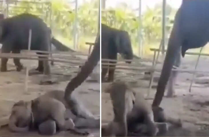 'उठो बेटा...' हथनी का अपने बच्चे को जगाने का अंदाज देख आपको भी आ जाएगी अपनी मां की याद, वीडियो वायरल&nbsp;