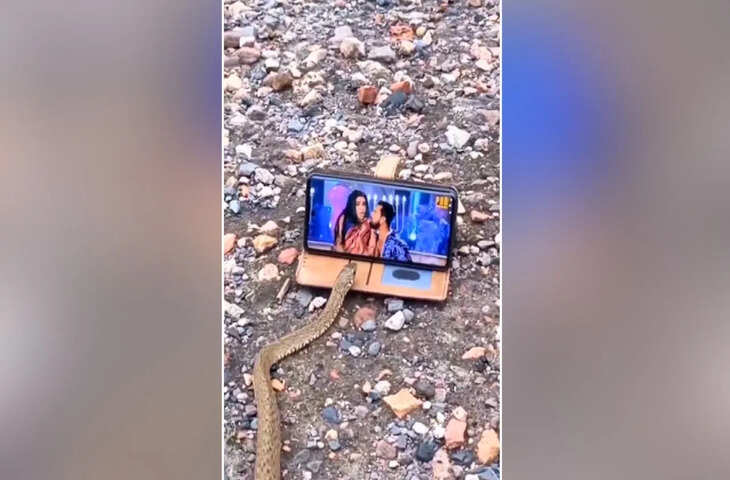 भोजपुरी गाना सुनते ही सांप ने किया ऐसा काम, Video देख पब्लिक भी हैरान