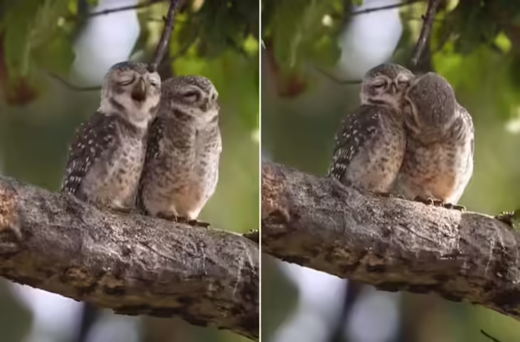 दो उल्लू पेड़ पर बैठे थे तभी महिला ने कैप्चर किया सबसे रेयर मोमेंट, वीडियो को 1 दिन में मिल गए 10 करोड़ व्यूज