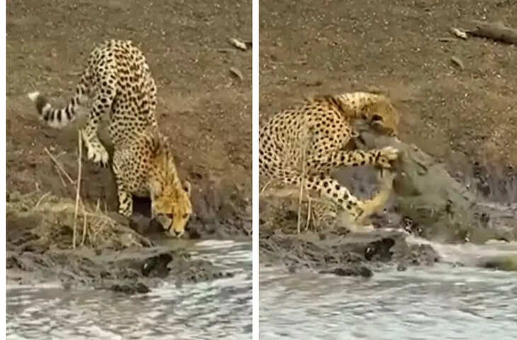 पानी पीने आए चीते पर टूट पड़ा पानी का दरिंदा, वीडियो में खौफनाक पल देख काँप जाएगी रूह&nbsp;