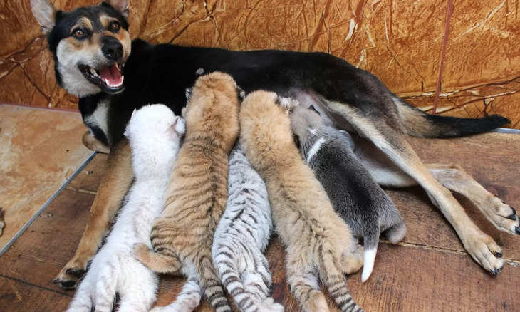 बाघ के शावकों की मां बनी डॉगी, छाती से लगा दूध पिलाती आई नजर !