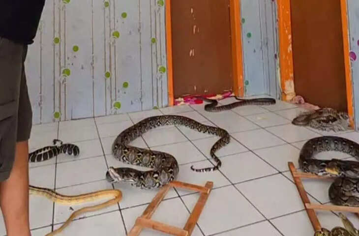 युवकों ने पार की हद असली विषधरों के साथ खेला सांप-सीढ़ी, वीडियो देख लोग बोले - 'ये खेल नहीं मौत से मजाक...'&nbsp;