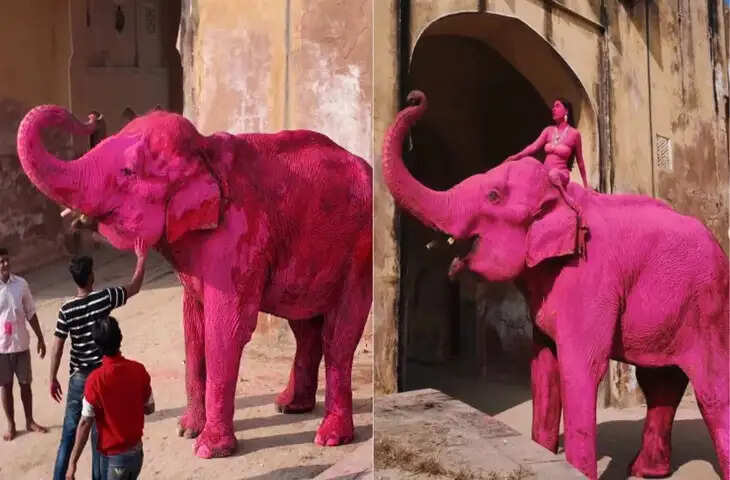 जयपुर में गुलाबी रंग से हाथी को रंगने पर विवाद, पशु अधिकार कार्यकर्ताओं ने जताई नाराजगी