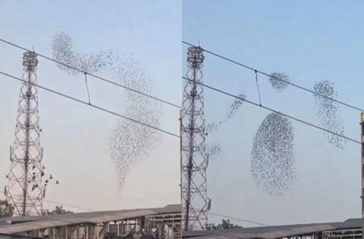 आसमान में &lsquo;नृत्य करते&rsquo; पक्षियों का मनमोहक दृश्य वायरल, लोगों ने कहा- प्रकृति का जादू