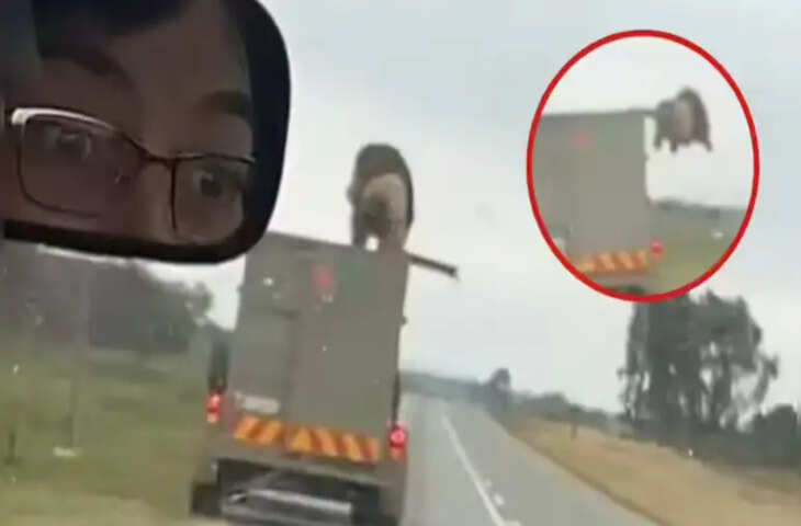 60 मील की रफ्तार में चलते ट्रक की छत से कूदा शेर, सड़क पर मचा हड़कंप