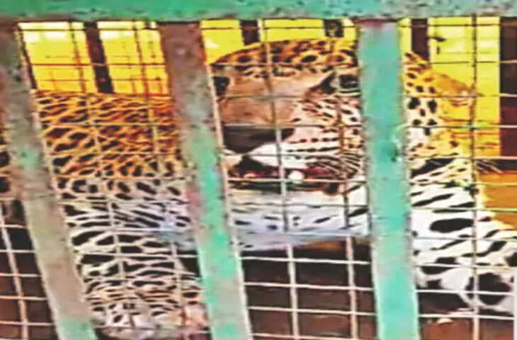 पंधाना के तीन गांवों में दहशत फैलाने वाला तेंदुआ पकड़ा गया, वन विभाग ने पिंजरे में किया कैद