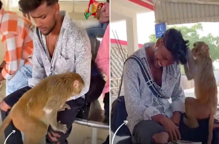 युवक के सिर पर बैठा बंदर, जुएं निकालता रहा&hellip; डर से &lsquo;मूर्ति&rsquo; बना रहा शख्स