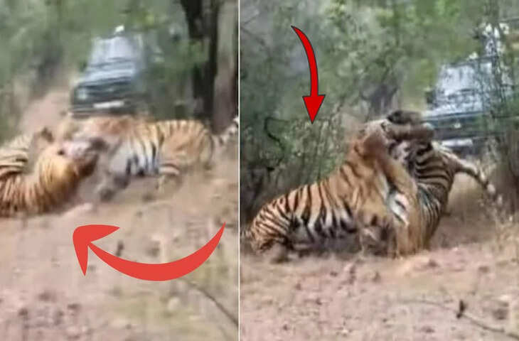 जंगल में टाइगर्स के बीच खूनी संघर्ष! एक-दूसरे पर टूट पड़े शिकारी, वायरल वीडियो देख दहल जाएगा कलेजा