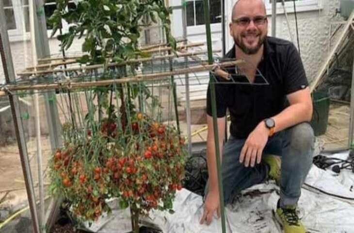 एक पौधे पर आ गए इतने टमाटर कि बन गया गिनीज वर्ल्ड रिकॉर्ड, जानिए किसान ने कैसे किया ये कमाल