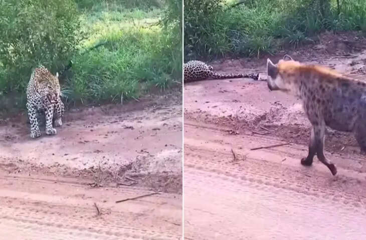 लकड़बग्घे के डर ने बदल दी तेंदुए की चाल! जंगल के बेरहम शिकारी की हालत देख आप भी रह जाएंगे हैरान, देखे वायरल वीडियो ​​​​​​​