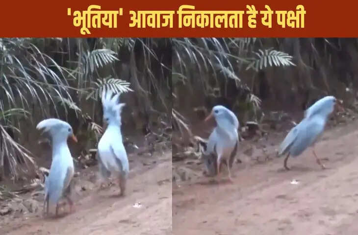 &lsquo;भूतिया आवाज&rsquo; वाला दुर्लभ पक्षी वायरल, विलुप्ति के कगार पर पहुंची प्रजाति ने बढ़ाई चिंता