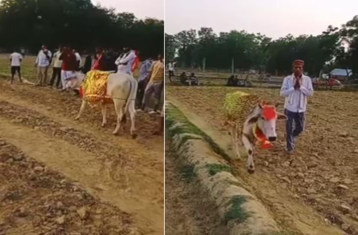 7 दिन तक खेत में गोल-गोल घूमती रही गाय, लोग समझ बैठे चमत्कार; जांच में सामने आई बीमारी