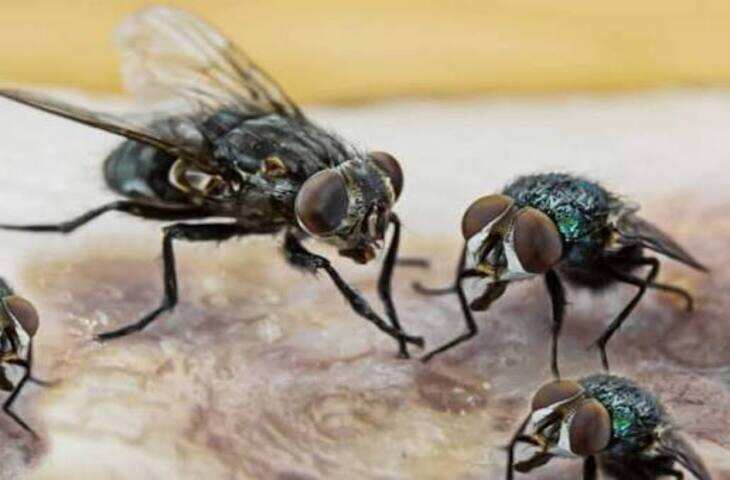 Home Tips: घर में मक्खियों से हैं परेशान? इन पौधों और आसान उपायों से पाएं राहत