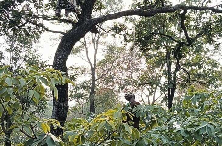 दुनिया का सबसे खौफनाक जंगल जहाँ लोग आते ही कर लेते है आत्महत्या ? पेड़ों से लटकी मिलती है लाशें, जाने क्या है रहस्य ?