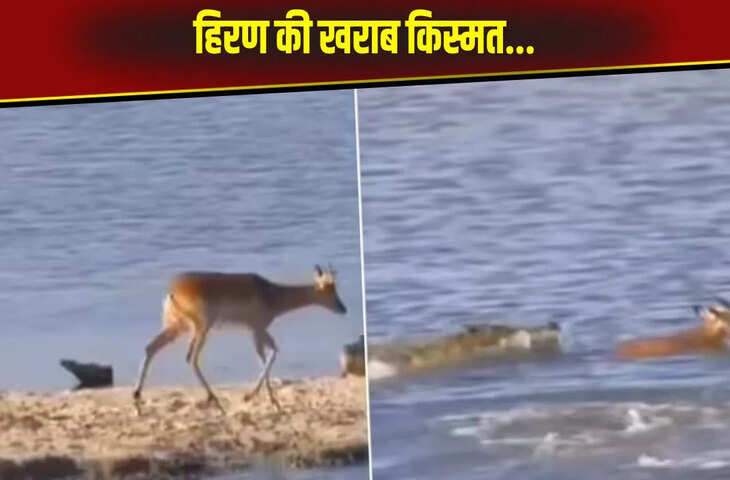 जान का सौदा करके भी अपनी जिंदगी नहीं बचा पाया हिरण, 5 सेकंड में जानलेवा बना फैसला