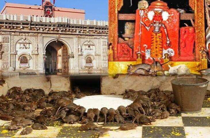 राजस्थान के बीकानेर जिले से लगभग 30 से 33 किलोमीटर दूर देशनोक कस्बे में स्थित करणी माता मंदिर देश-विदेश में अपनी अनूठी पहचान रखता है। यह मंदिर मां करणी को समर्पित है, जिन्हें स्थानीय परंपराओं में मां दुर्गा का अवतार माना जाता है। यह धार्मिक स्थल "चूहों वाले मंदिर" के नाम से भी प्रसिद्ध है, क्योंकि यहां हजारों काले चूहे, जिन्हें स्थानीय भाषा में 'काबा' कहा जाता है, मंदिर परिसर में स्वतंत्र रूप से विचरण करते हैं और श्रद्धालु इन्हें अत्यंत पवित्र मानते हैं।  करणी माता कौन थीं?  लोक परंपराओं के अनुसार करणी माता का जन्म 14वीं शताब्दी में चारण समुदाय में हुआ था। उन्होंने अपना जीवन समाज सेवा, आध्यात्मिक साधना और लोककल्याण के लिए समर्पित किया। बीकानेर रियासत के संस्थापक राव बीका सहित कई राजपूत शासकों ने उन्हें अपनी कुलदेवी के रूप में स्वीकार किया। आज भी बीकानेर राजघराने की कुलदेवी के रूप में उनकी विशेष पूजा होती है।  मंदिर में क्यों रहते हैं हजारों चूहे?  धार्मिक मान्यता के अनुसार करणी माता के सौतेले पुत्र लक्ष्मण की मृत्यु के बाद उन्होंने यमराज से उसे पुनर्जीवित करने का आग्रह किया। इसके बाद लक्ष्मण सहित उनके वंशजों को चूहों के रूप में पुनर्जन्म मिलने का वरदान मिला। इसी कारण मंदिर में रहने वाले चूहों को पवित्र माना जाता है और उन्हें नुकसान पहुंचाना अशुभ समझा जाता है। यदि किसी श्रद्धालु से गलती से किसी चूहे की मृत्यु हो जाए, तो परंपरा के अनुसार उसके स्थान पर चांदी या सोने का चूहा अर्पित किया जाता है।  सफेद चूहे के दर्शन का महत्व  मंदिर में हजारों काले चूहों के बीच यदि किसी श्रद्धालु को सफेद चूहा दिखाई दे जाए, तो इसे अत्यंत शुभ माना जाता है। ऐसी मान्यता है कि सफेद चूहे के दर्शन से मनोकामनाएं पूर्ण होती हैं और माता की विशेष कृपा प्राप्त होती है। हालांकि यह धार्मिक आस्था पर आधारित मान्यता है।  मंदिर की वास्तुकला  वर्तमान भव्य मंदिर का निर्माण बीकानेर के महाराजा गंगा सिंह के संरक्षण में कराया गया। संगमरमर से निर्मित इस मंदिर के मुख्य द्वार पर उत्कृष्ट नक्काशी, चांदी के विशाल दरवाजे और आकर्षक शिल्पकला श्रद्धालुओं और पर्यटकों को आकर्षित करती है। मंदिर परिसर में करणी माता पैनोरमा भी विकसित किया गया है, जहां उनके जीवन और लोककथाओं को प्रदर्शित किया गया है।  कब लगता है मेला?  करणी माता मंदिर में वर्ष में दो बार&mdash;चैत्र नवरात्रि और शारदीय नवरात्रि&mdash;के दौरान विशाल मेले का आयोजन होता है। इन अवसरों पर राजस्थान सहित देश के विभिन्न राज्यों से लाखों श्रद्धालु माता के दर्शन के लिए देशनोक पहुंचते हैं।  करणी माता मंदिर केवल आस्था का केंद्र ही नहीं, बल्कि राजस्थान की सांस्कृतिक और धार्मिक विरासत का भी महत्वपूर्ण प्रतीक है। अपनी अनोखी परंपराओं, हजारों पवित्र चूहों और समृद्ध इतिहास के कारण यह मंदिर दुनिया के सबसे विशिष्ट धार्मिक स्थलों में गिना जाता है।