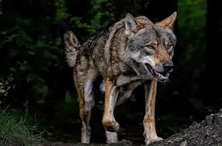 बहराइच में भेड़िया सक्रिय: महिला और बच्ची पर हमले से गांव में दहशत